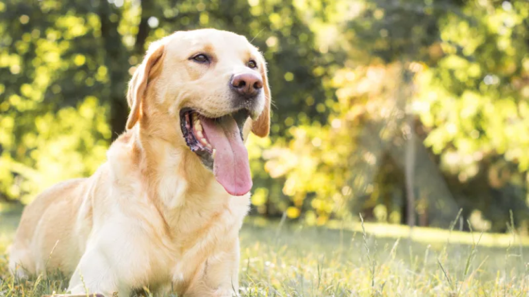 Your Dog’s Gut Health Deserves More Attention Than It Gets